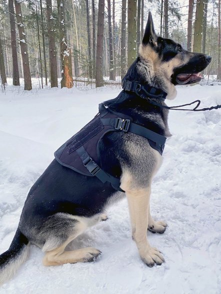 Профессиональный тактический жилет для собак