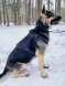 Профессиональный тактический жилет для собак