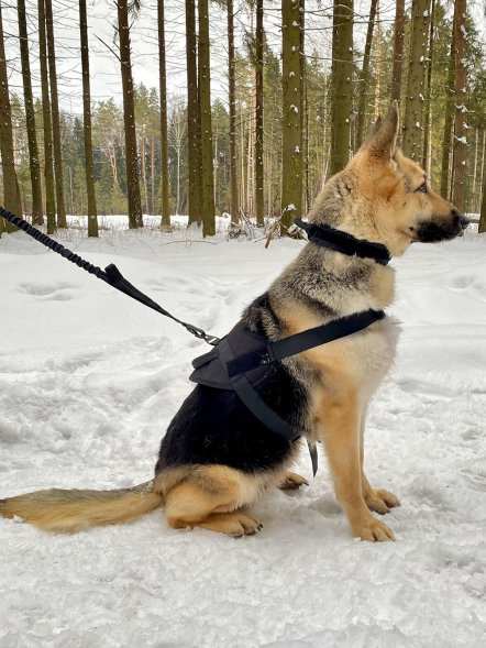 Тактический жилет для собак (Molle Patrol k9)