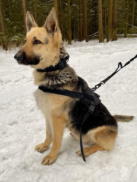 Тактический жилет для собак (Molle Patrol k9)